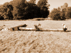 »Tori«